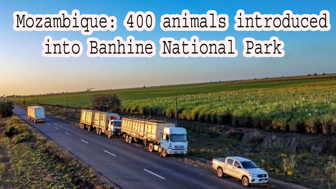 400 Animals Reintroduced to Mozambique&rsquo;s Banhine National Park!