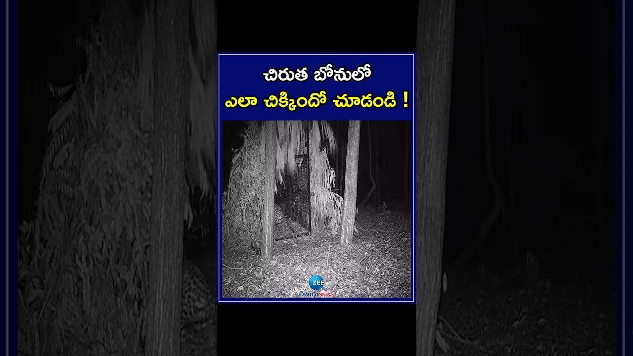 Another Leopard Trapped in Tirumala | Cheetah | Leopard | తిరుమలలో వరుస చిరుతలు | ZEE Telugu News