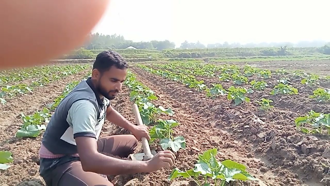 শসা গাছের গোড়ায় সারা মাটি কিভাবে দিতে হয় দেখিনিNovember 
