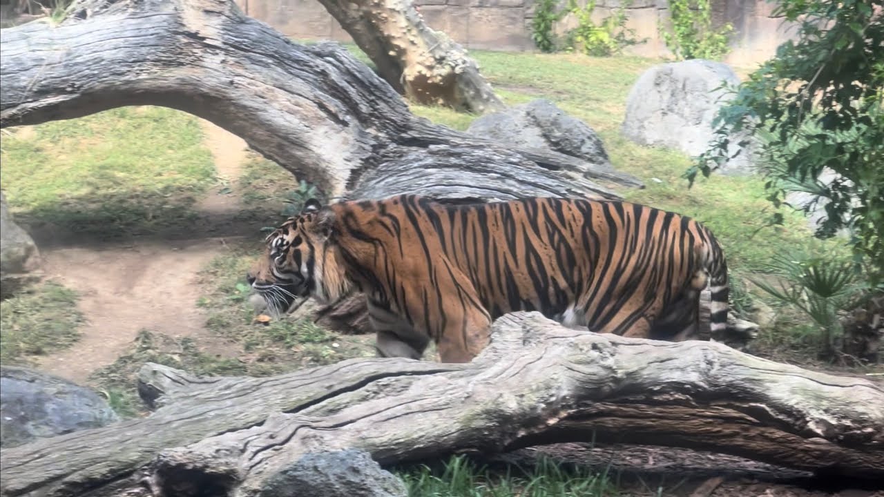 Bioparc Fuengirola