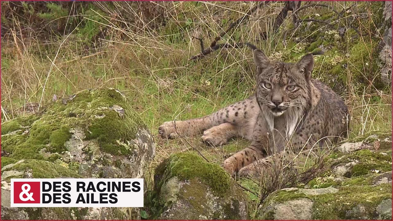 Lynx ibérique : rencontre rare avec ce fascinant félin !