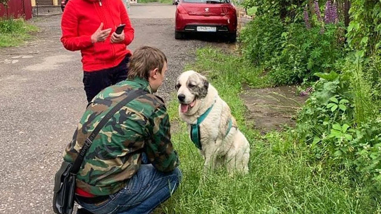 The dog wandered to find the owner in fatigue and the truth stunned us