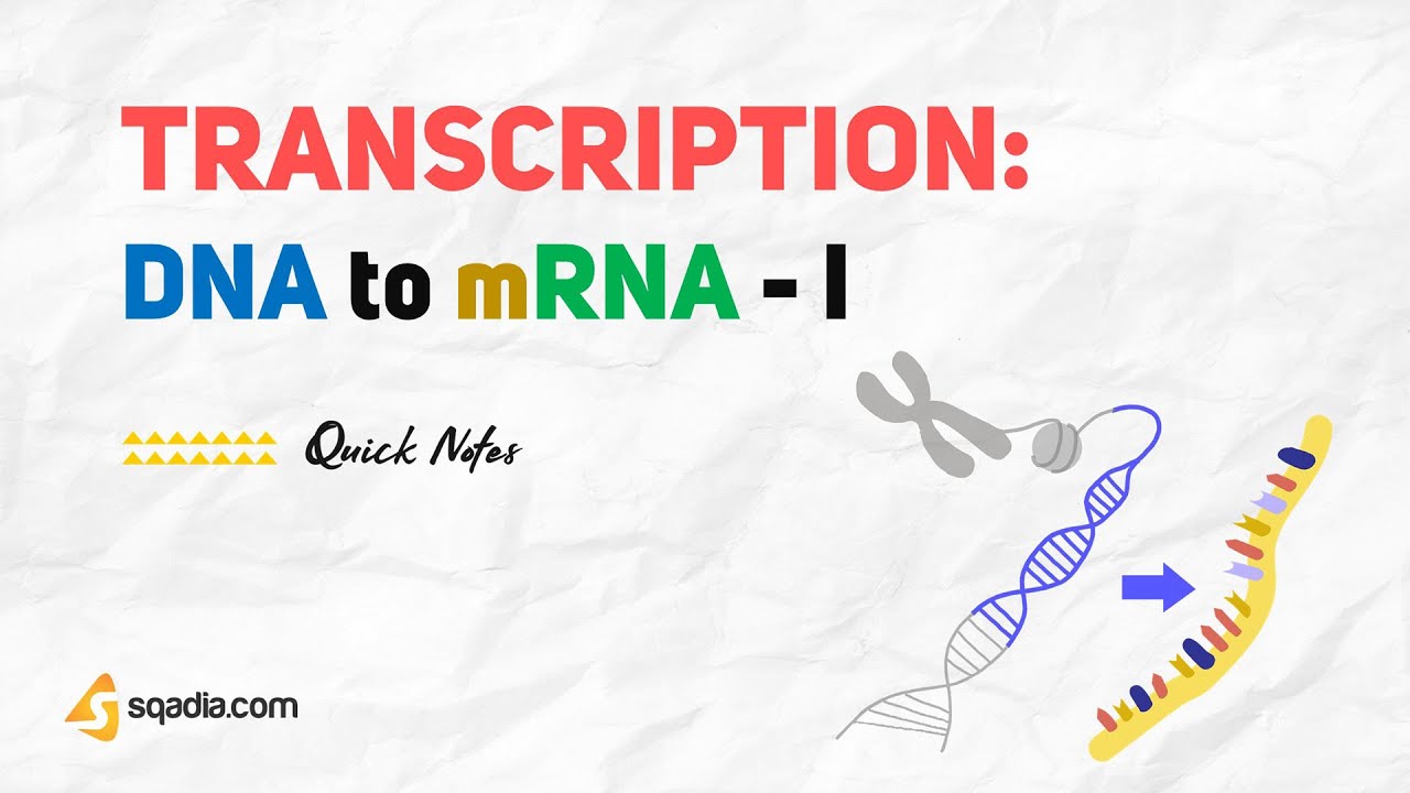 Transcription DNA to mRNA | Biochemistry