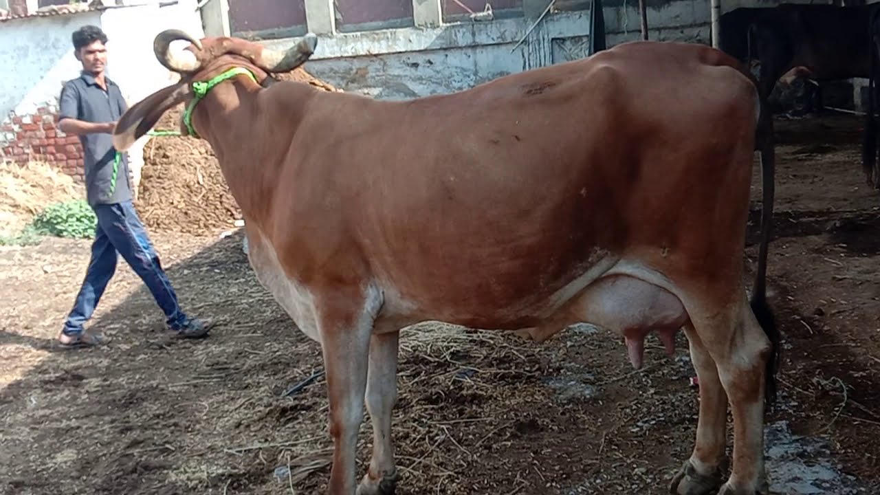 Top quality jarshi cow high milking cow contact me 9602478380