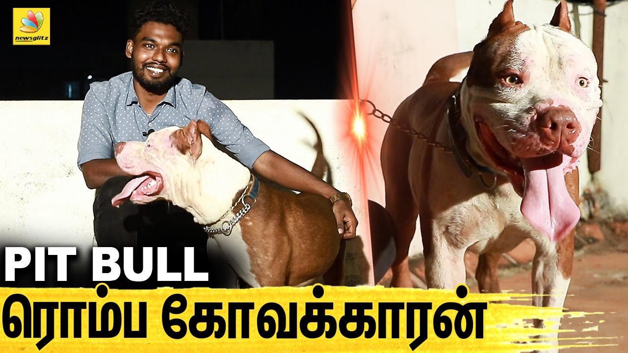 கடிச்சிட்டா விடவே மாட்டான் : All about Dogs : Episode 6 | PIT BULL