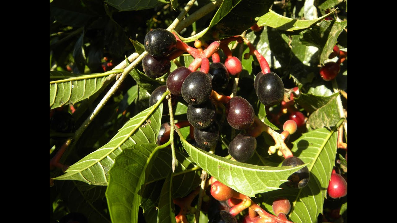 Sorocaiba (Sorocea bomplandii)