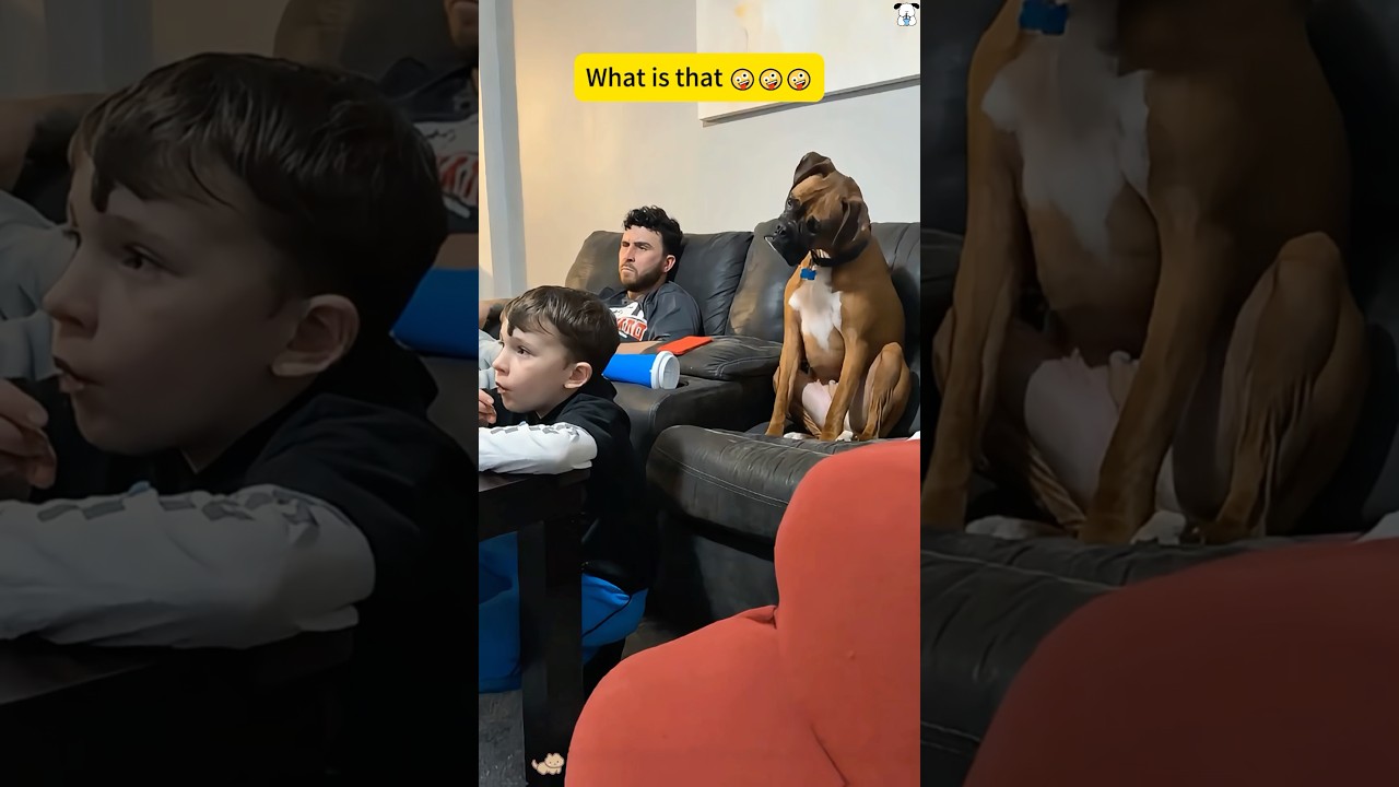Funny boxer dog #funny #haaha #funnypet #funnyvideo #youtube #dog