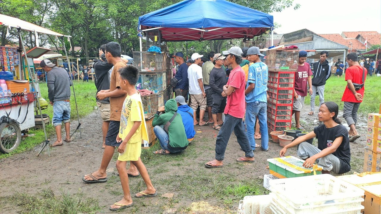 Walaupun jalanya kayak sawah tapi burungnya bikin semangat