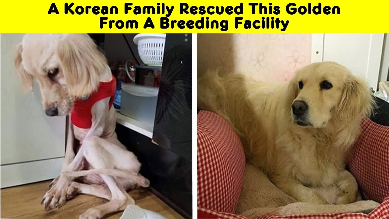 Dog Photos Before & After Their Life Changing Adoption