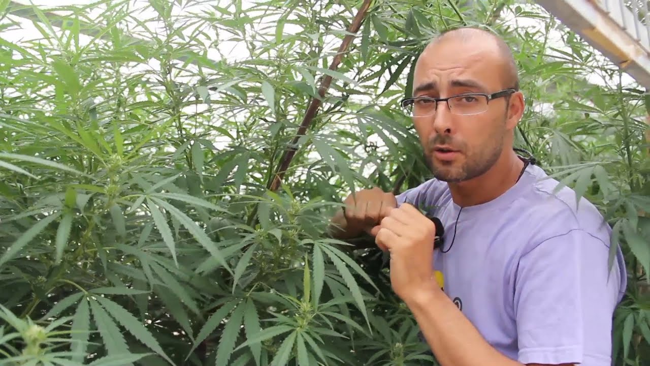 Marihuana Al Natural 8 Poda y entutorado