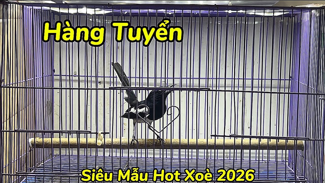 2-3 Choè Than Tuyển Siêu Hot Cho Ae Về Chơi