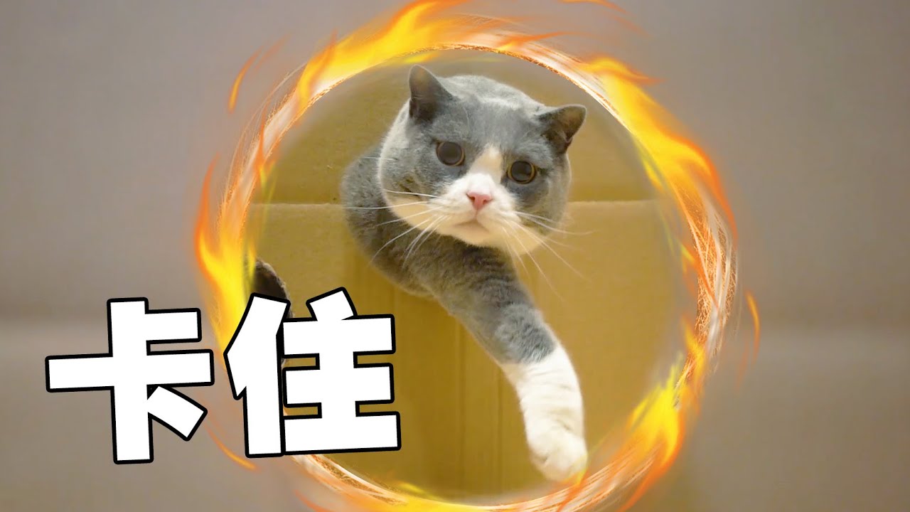 【喵來啦】用馬戲團的方式讓貓咪鑽圈？笑到頭掉...