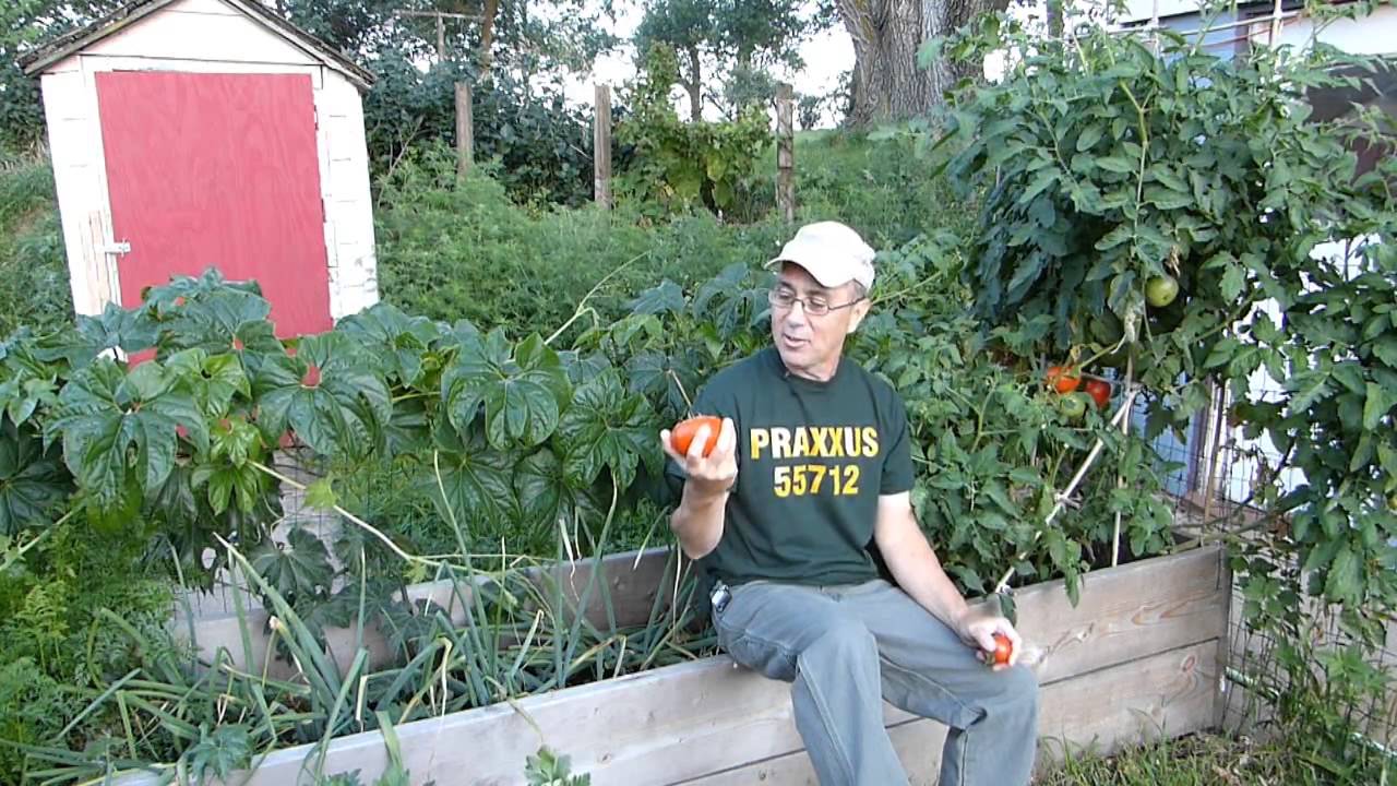 Harvesting the perfection early in the morning