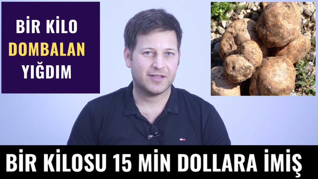 Kilosu 15 min dollar olan DOMBALAN -  Şamaxıya gedən yolun kənarında  bitir