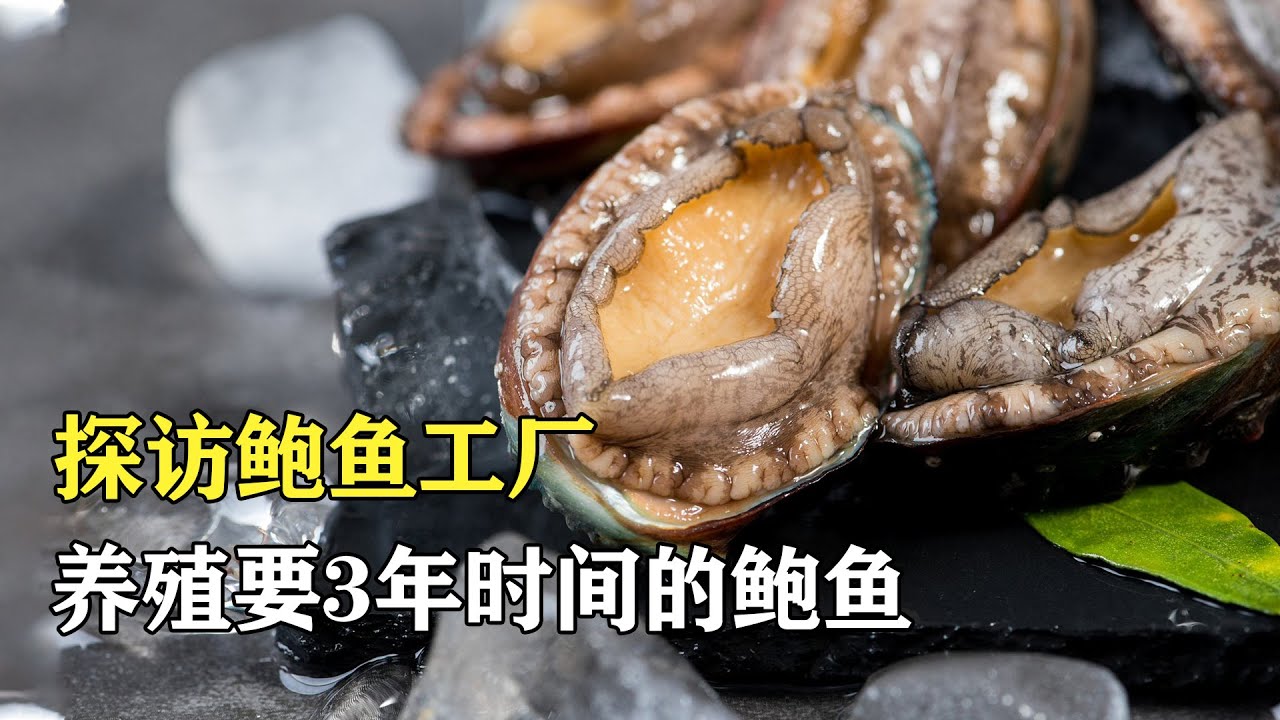 探訪鮑魚養殖場：鮑魚養殖要3年，吃的都是天然矽藻
