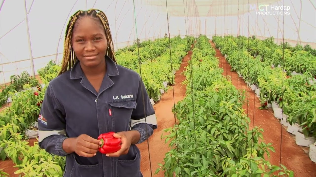 Youth in farming, Roots agric project Stampriet Hardap Region MICT Hardap2023