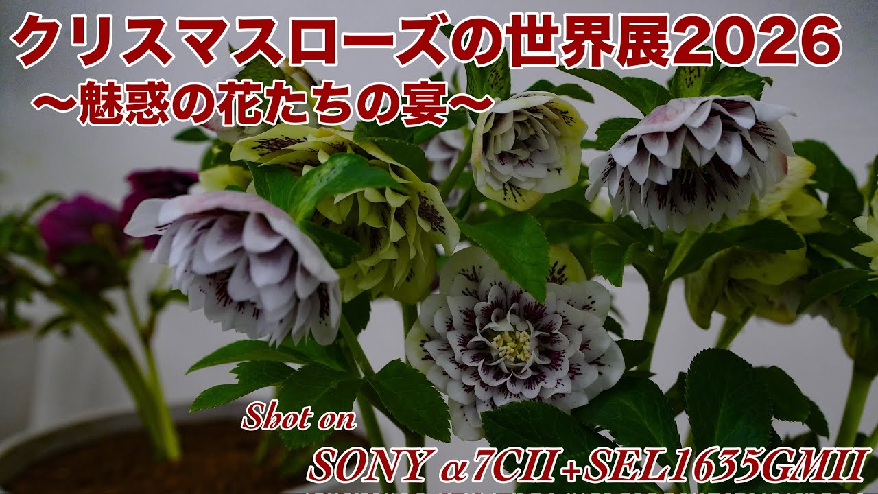 【クリスマスローズの世界展2026 #377】〜魅惑の花たちの宴〜【SONY α7CⅡ+SEL1635GMⅡ】
