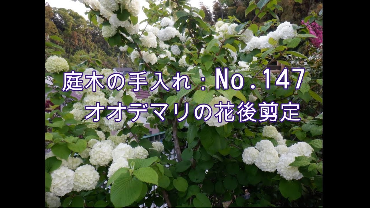 No.147_ オオデマリの花後剪定