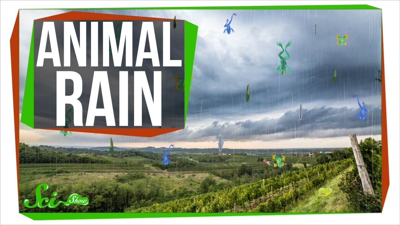 Why Frogs Sometimes Fall From the Sky