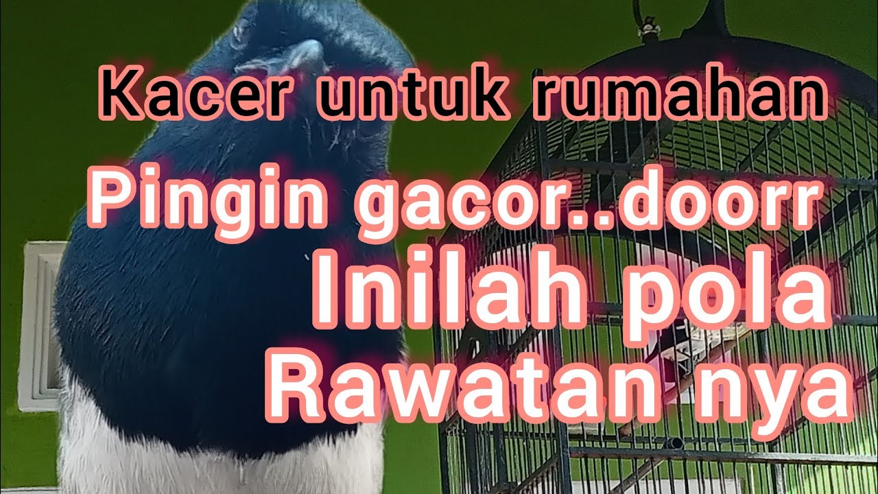 rawatan Kacer rumahan agar gacor dan rajin bunyi