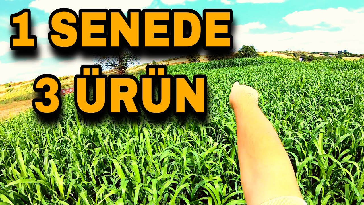 1 SENEDE AYNI TARLADAN 3 ÜRÜN ALDIK - MISIR ve DARI SULUYORUZ