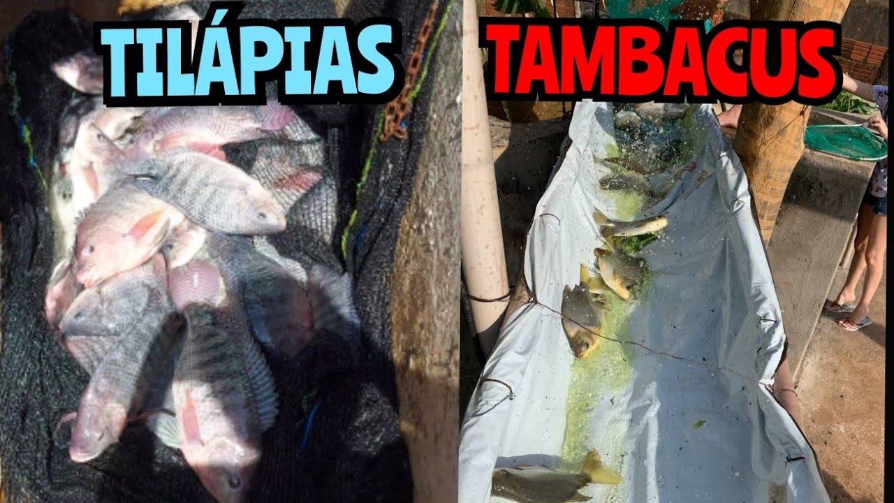 Despesca de TILÁPIAS e manejo dos TAMBACUS - PISCICULTURA LEMES