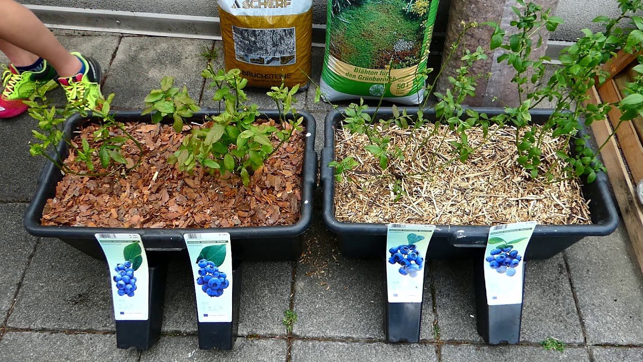 Kultur Heidelbeeren anbauen im Maurertrog Amerikanische Heidelbeere (Vaccinium corymbosum) Myrtillus