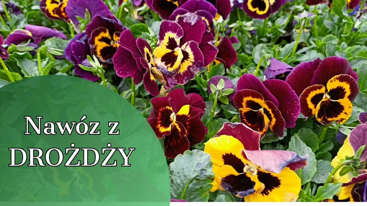NAWÓZ Z DROŻDŻY 🥀 🥀  🥀 tak przycinaj byliny latem