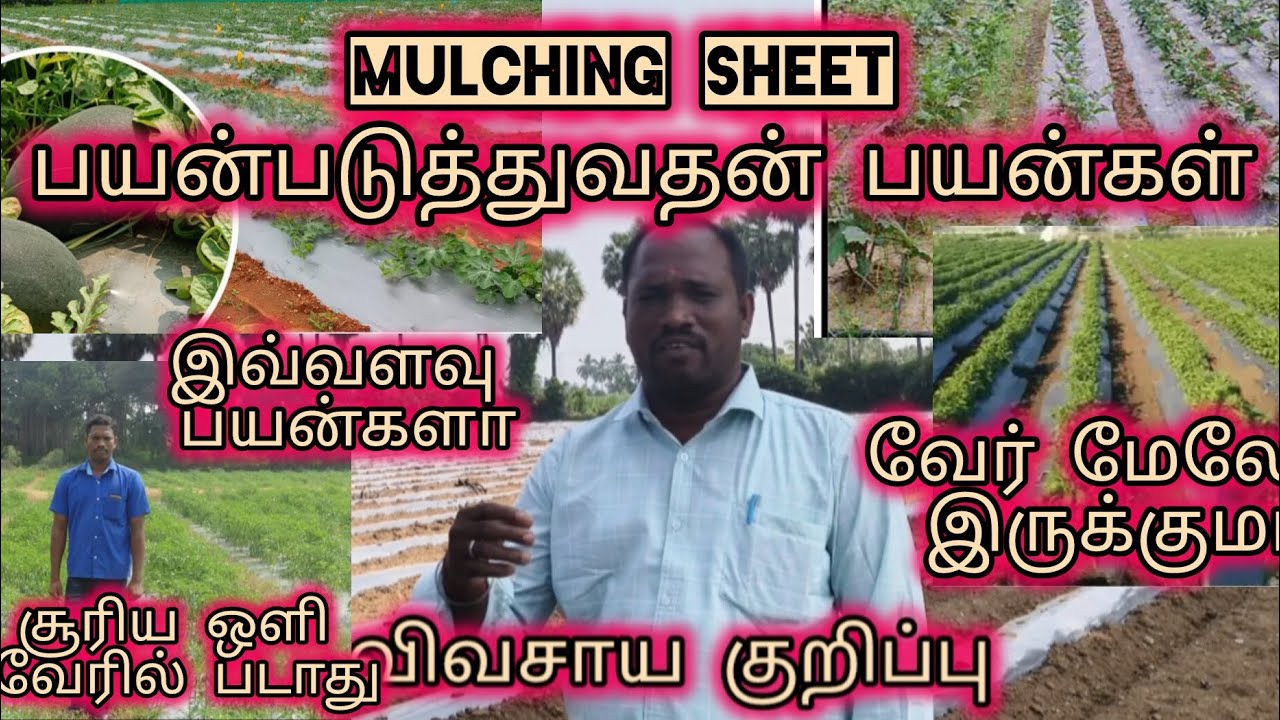 Mulching sheet பயன்படுத்துவதன் பயன்கள் விவசாய குறிப்பு