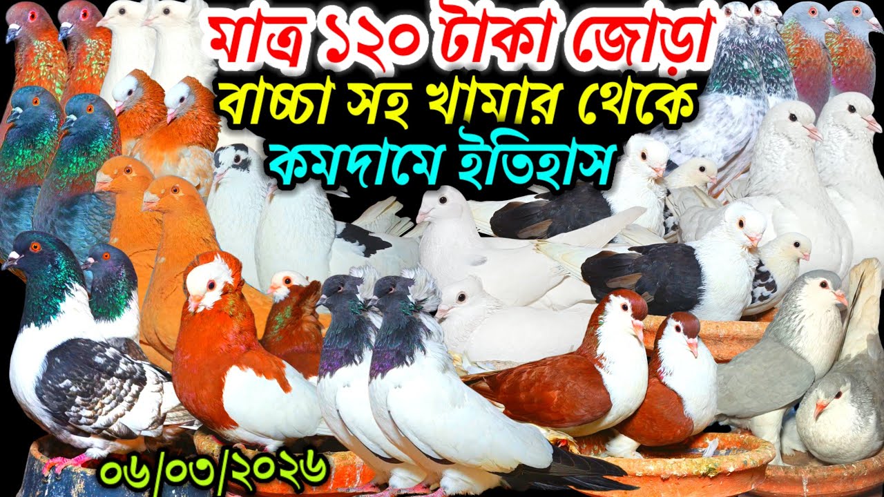 মাত্র ১২০ টাকা জোড়া বাচ্চা সহ খামার থেকে কমদামে ইতিহাস সেরা রাজকীয় ফেন্সি রেসার গোল্লা কবুতর কিনুন