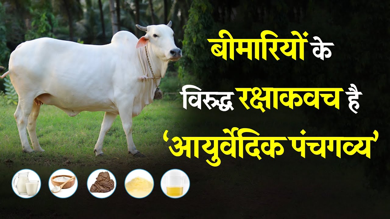 Panchagavya Benefits You Didn't Know! | पंचगव्य के चमत्कारी फायदे | Ayurvedic Health Secrets