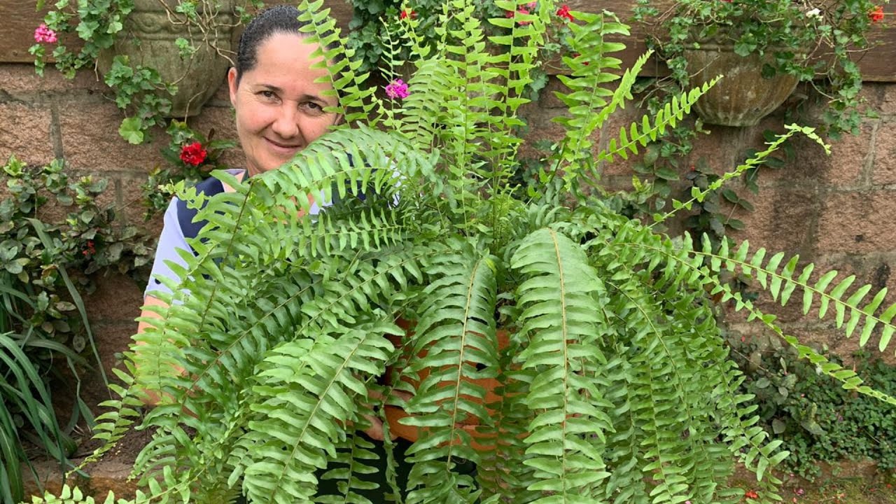Samambaia | Como Cultivar na Casa e Jardim
