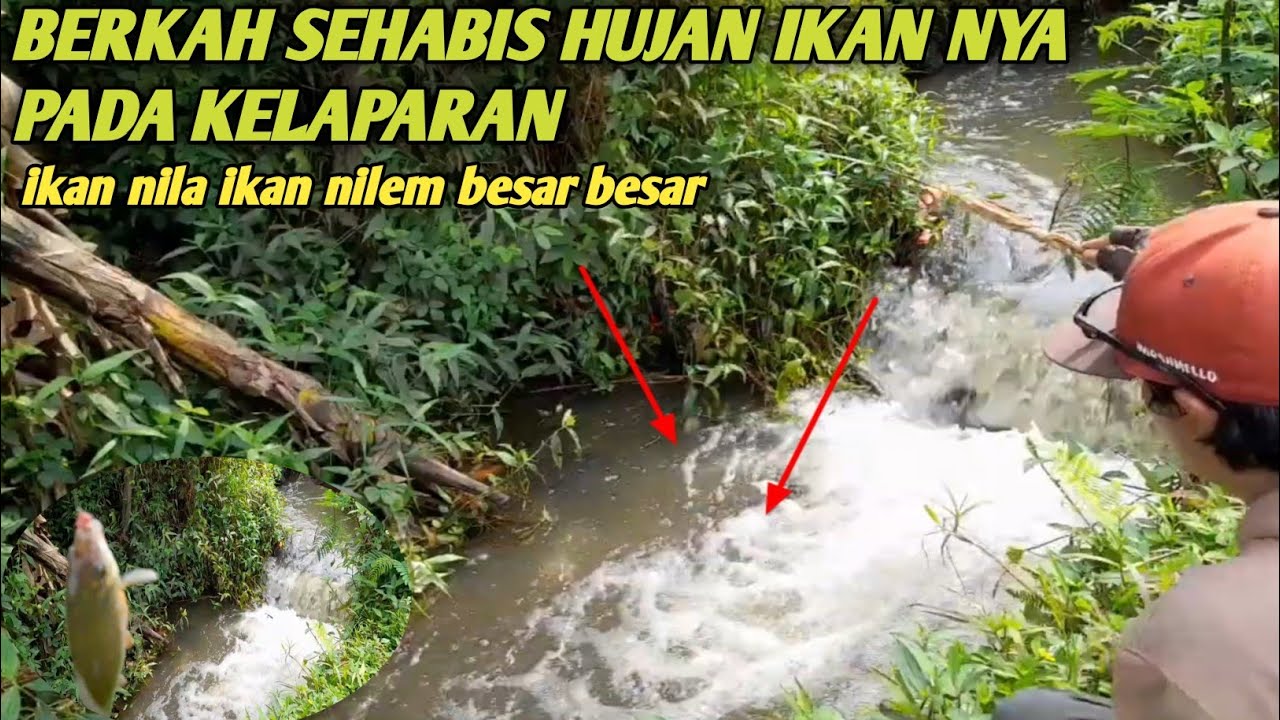 Sumpah bikin betah umpan baru turun langsung di sambar ikan ikan kelaparan mantap