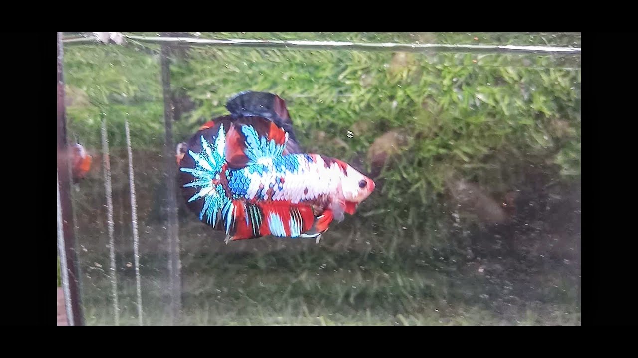 Đợt cá 16011/2025. Dumbo  halfmoon , Nemo galaxy  trống tặng mái. 40k,50k Nemo tặng mái