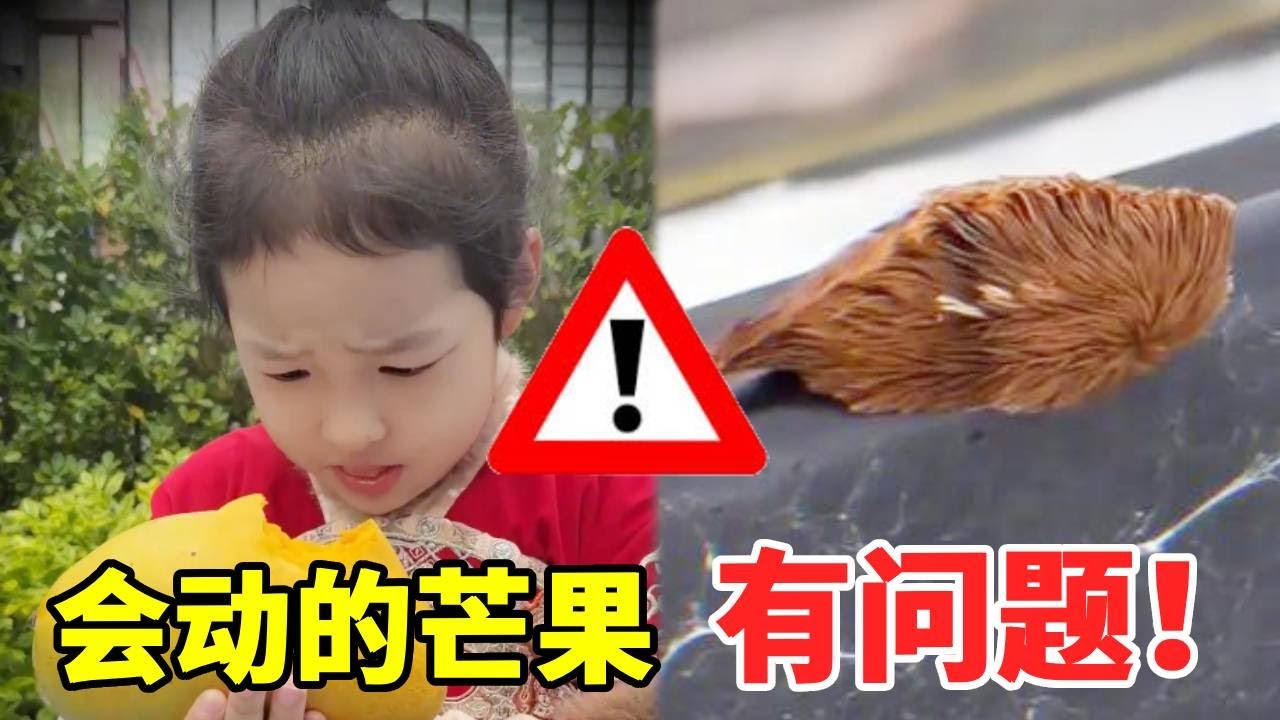 芒果自己会爬？还把姐姐咬了？这绝对有问题！#萌娃#安全#正能量#安全知识【大钱小钱双胞胎姐妹】