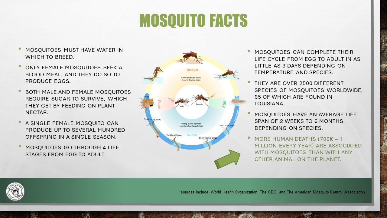 Mosquito Control: What You Need To Know Part 1