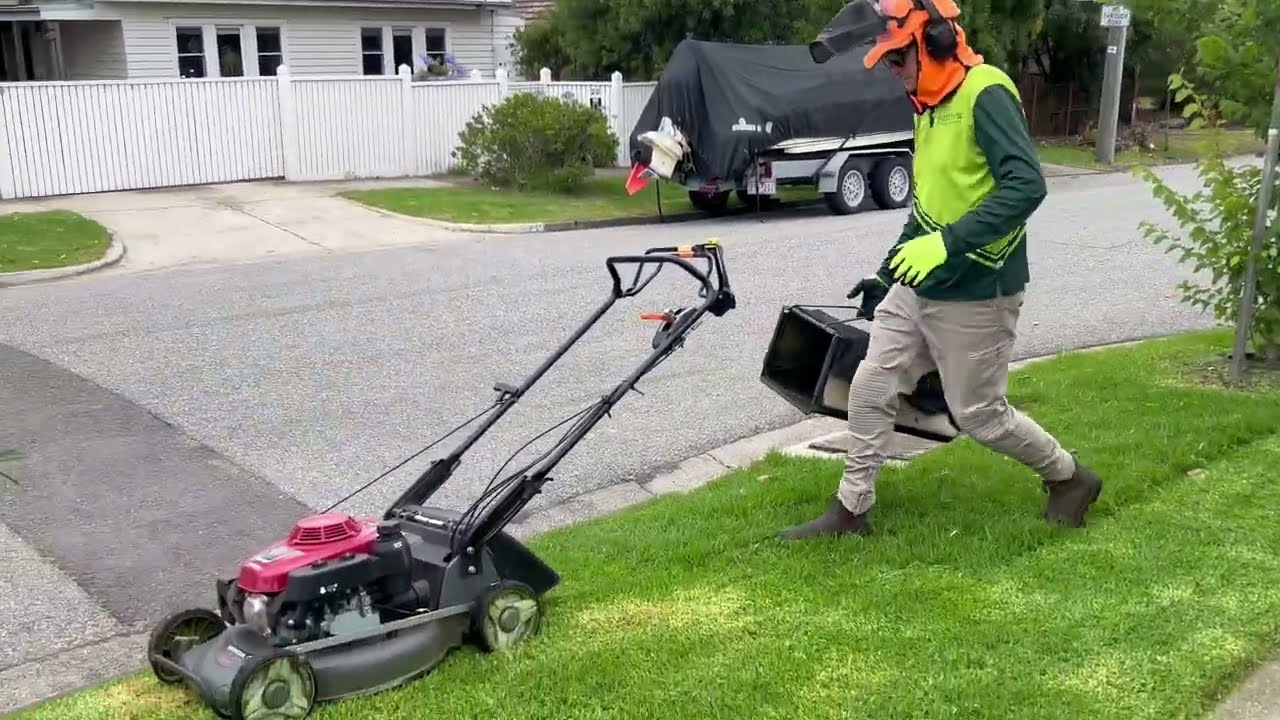 Honda lawnmower bagged of thick lush green nature strip grass