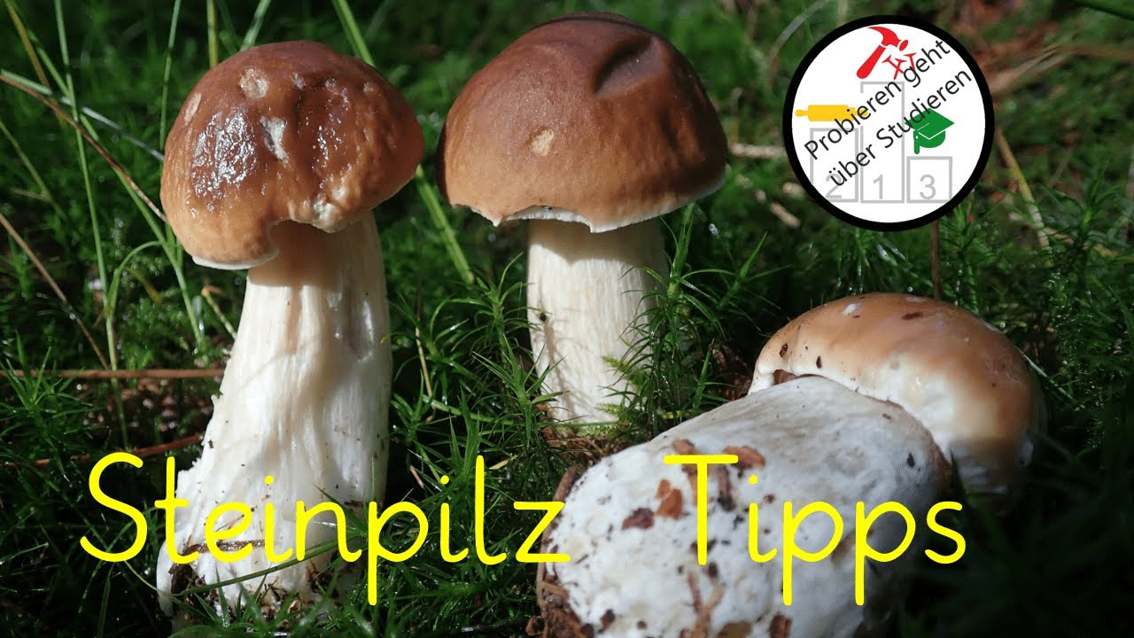 Steinpilze gezielt suchen 👀, finden & unterscheiden 🥰 &ndash; Tipps vom Pilzsachverst&auml;ndigen