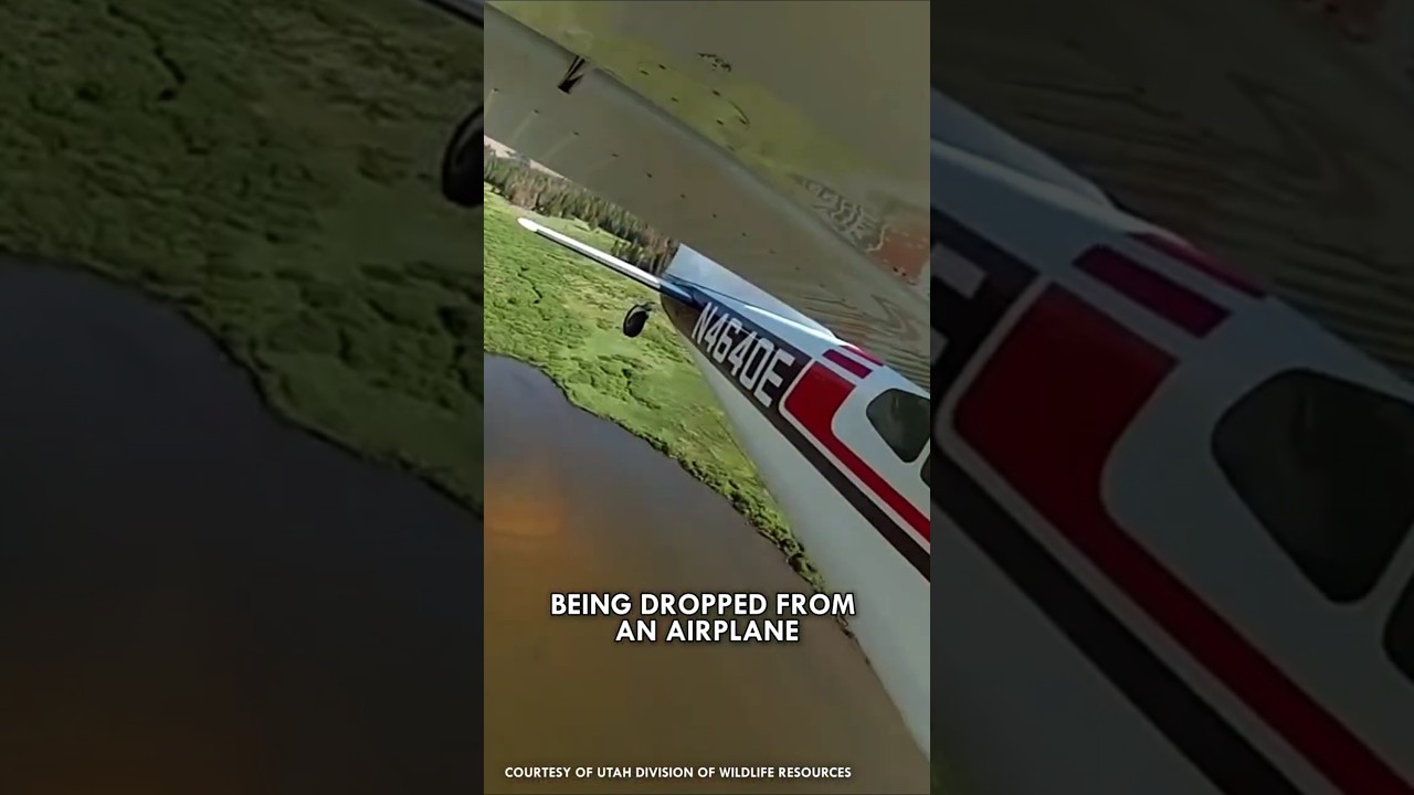 Это зарыбление... Осторожно! #Рыба #Животные #ДикаяПрирода #Природа #Короткометражки