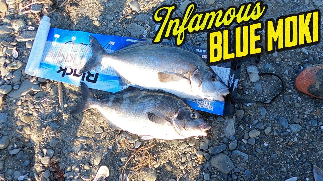 Evening SURFCASTING NZ | Blue Moki