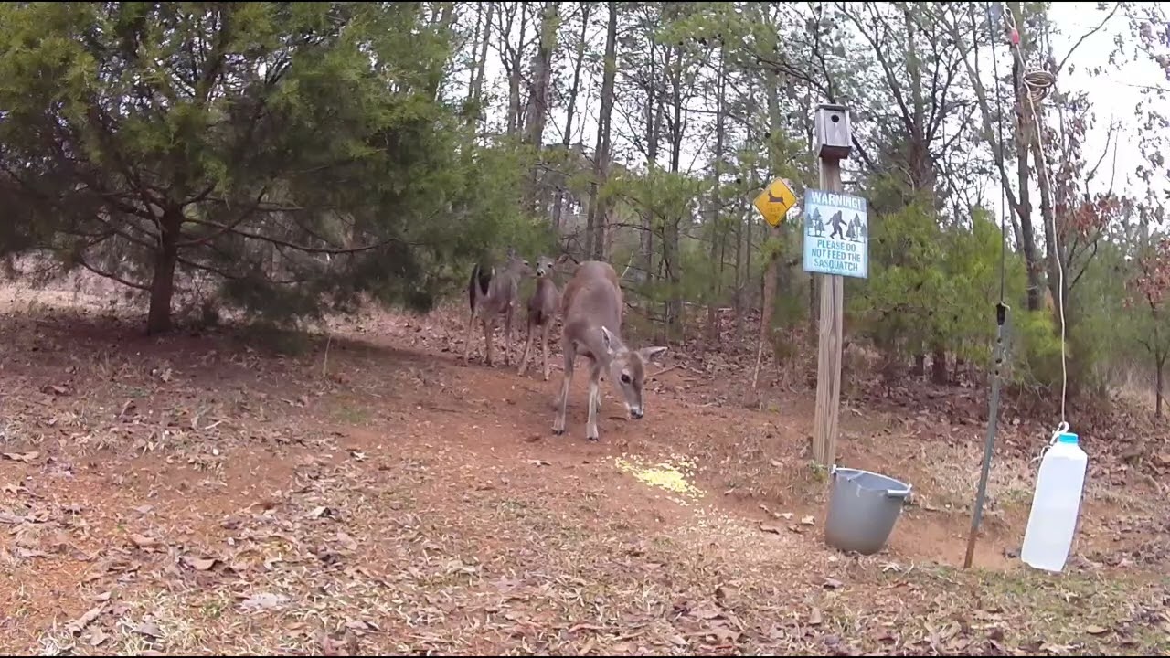The deer ate all my roosters corn. February 18, 2026. ￼￼