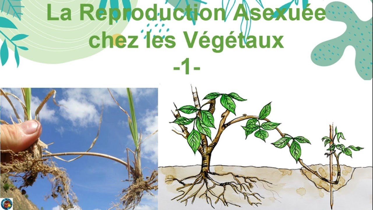 La reproduction asexuée chez les plantes 1/2 | 2AIC
