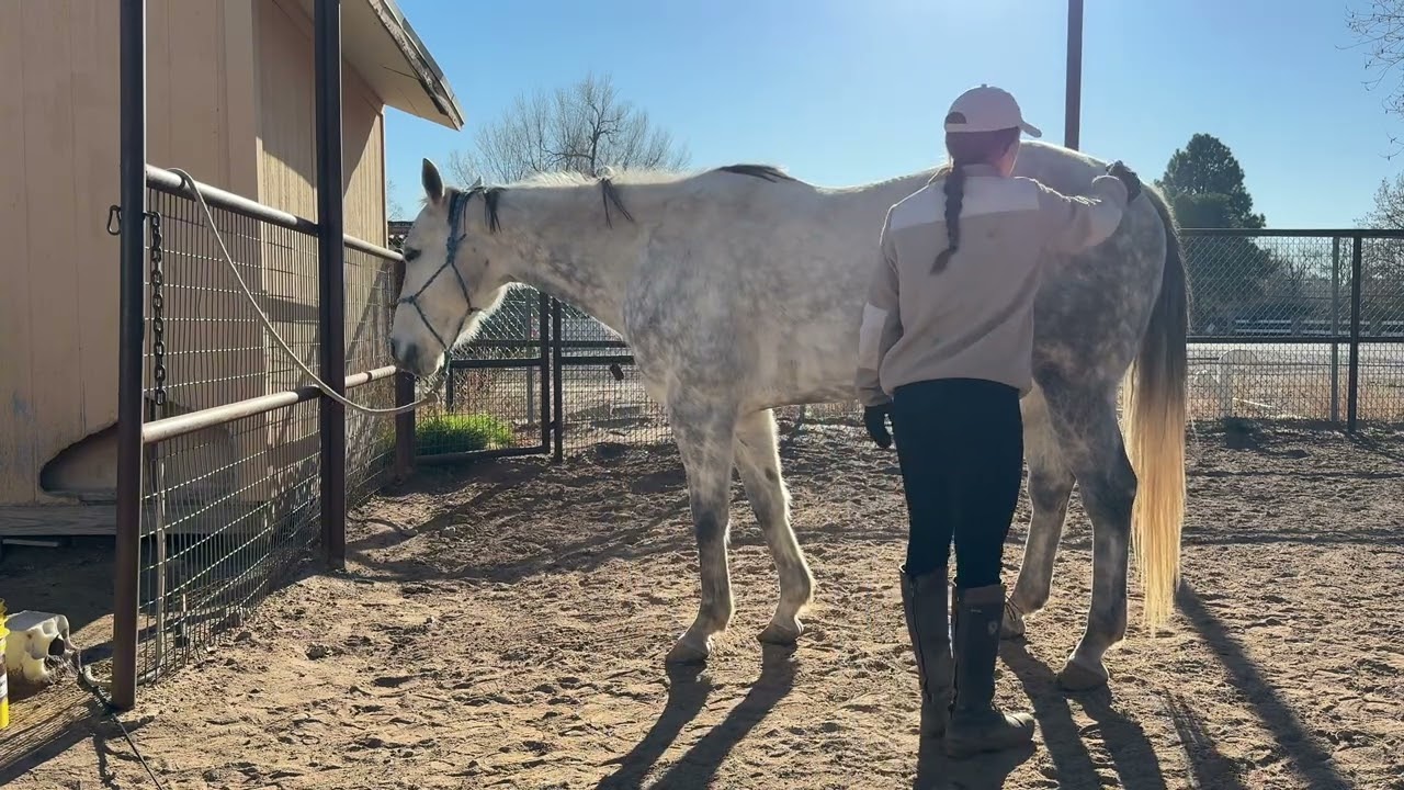 Rosies Bolt- Grooming
