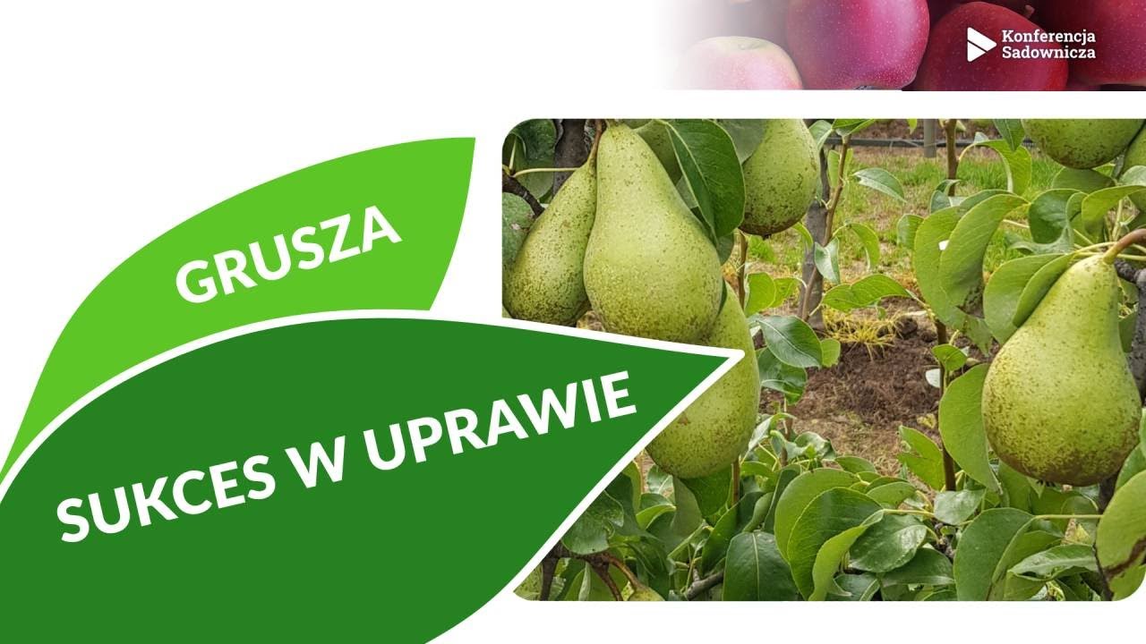 Kilka faktów decydujących o sukcesie w uprawie konferencji. Konferencja Sadownicza