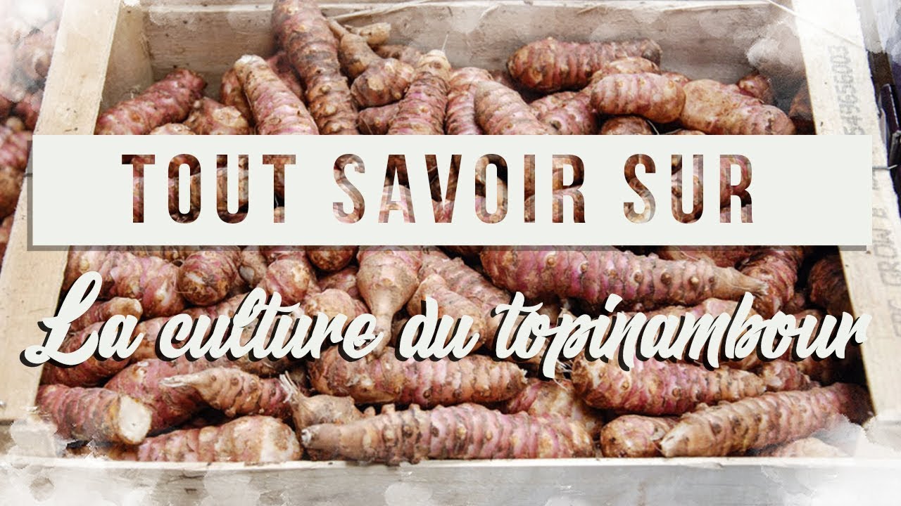 Tout savoir sur la culture du topinambour #permaculture