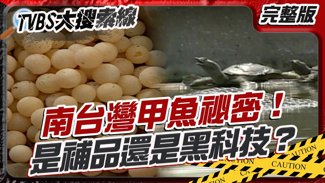 南台灣甲魚祕密！是補品還是黑科技？【#大搜索線】#T爆大事件 #甲魚 #養殖 #美濃 #客家 #農業 #生物科技 #甲魚蛋 #科技養殖 #營養學 #產業轉型 20260216