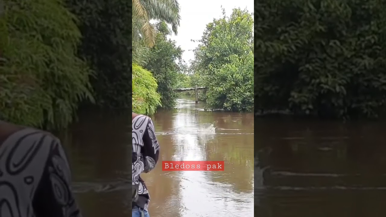 Casting Hampala Topwater Mancing Disungai Banyak Ikan Hampala Kelaparan