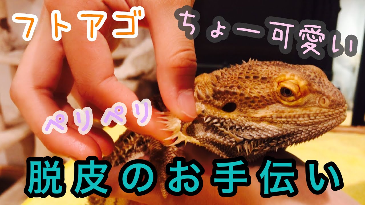 【癒し　ANIMAL】フトアゴヒゲトカゲ脱皮のお手伝い