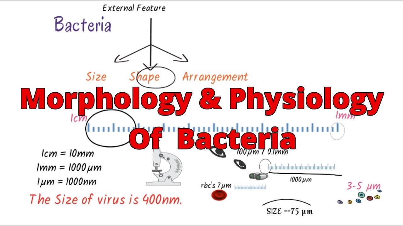 Morphology of bacteria || bacteria morphology classification || Structure ||Microbiology