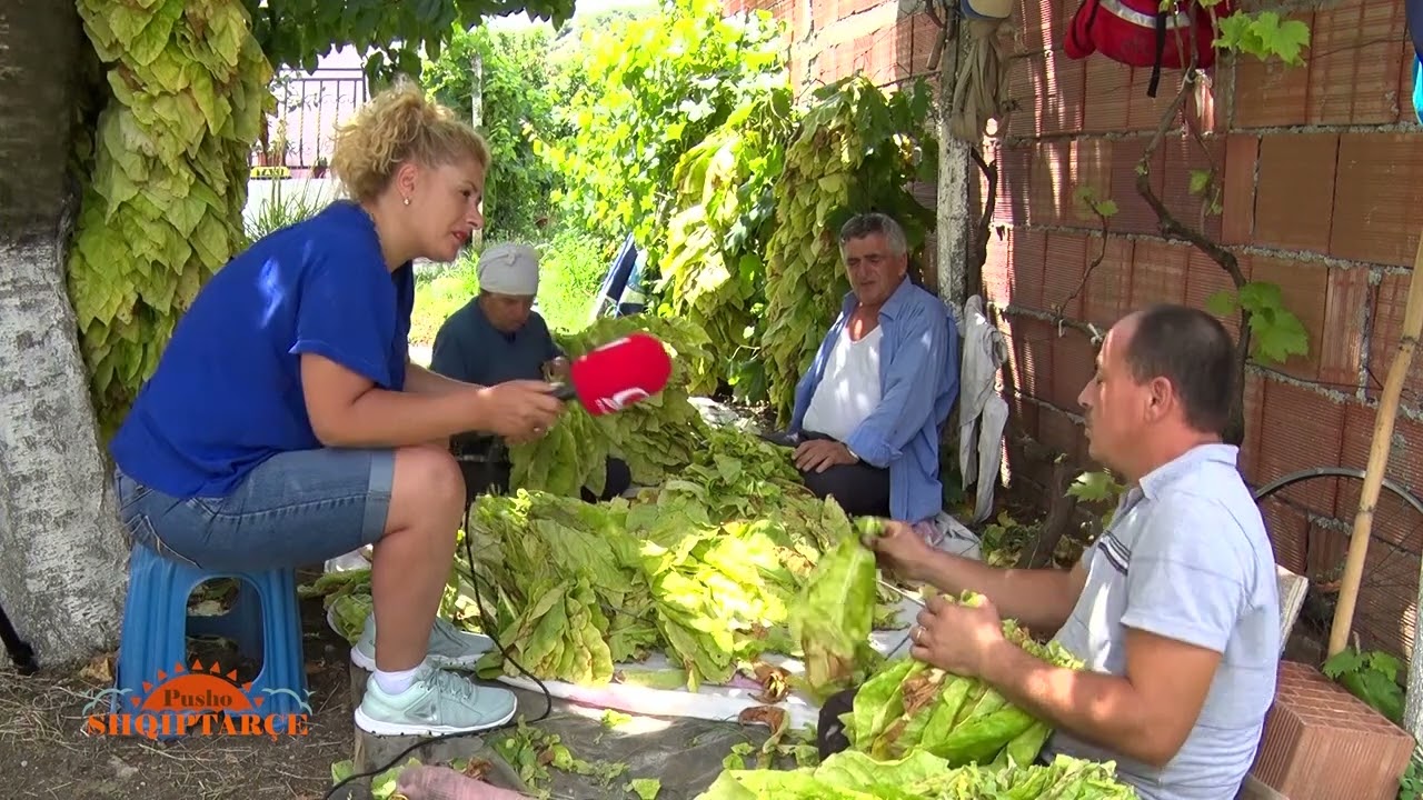 FAMILJA HAMJA NE DRISHT: PERIUDHA E SHKUARJES SE DUHANIT (2018)